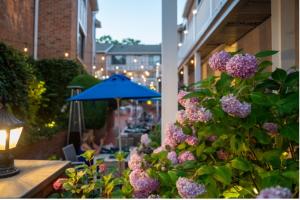 Southampton Inn Courtyard (Photo Credit: Bekah Phoenix)