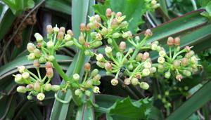 Cissus Quadrangularis Market