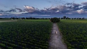 Los Pioneros Vineyard in La Consulta, with the Andes Mountains in the background — the origin of Pelleriti Priore wines.