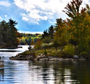 colorful image of an outcropping of foliage on a lake