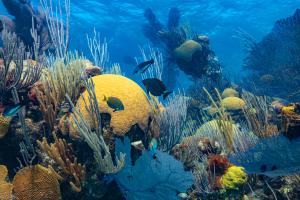 Coral, fish and other creatures make up Bermuda's beautiful reefs. They and the economy benefit with the informed creation of Marine Protected Areas.