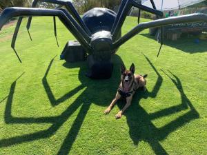 Preventive Pest Control’s K9 Teams Lead the Charge in Bed Bug Detection Across Las Vegas Preventive Pest Control’s K9 Teams Lead the Charge in Bed Bug Detection Across Las Vegas
