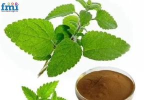 Lemon Balm Extract Market