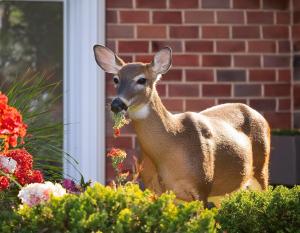 A deer nibbles on delicate landscaping, highlighting the ongoing challenge homeowners face in protecting their outdoor spaces from browsing damage