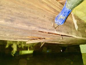 Wood Decay Damage Under Home in Virginia Beach