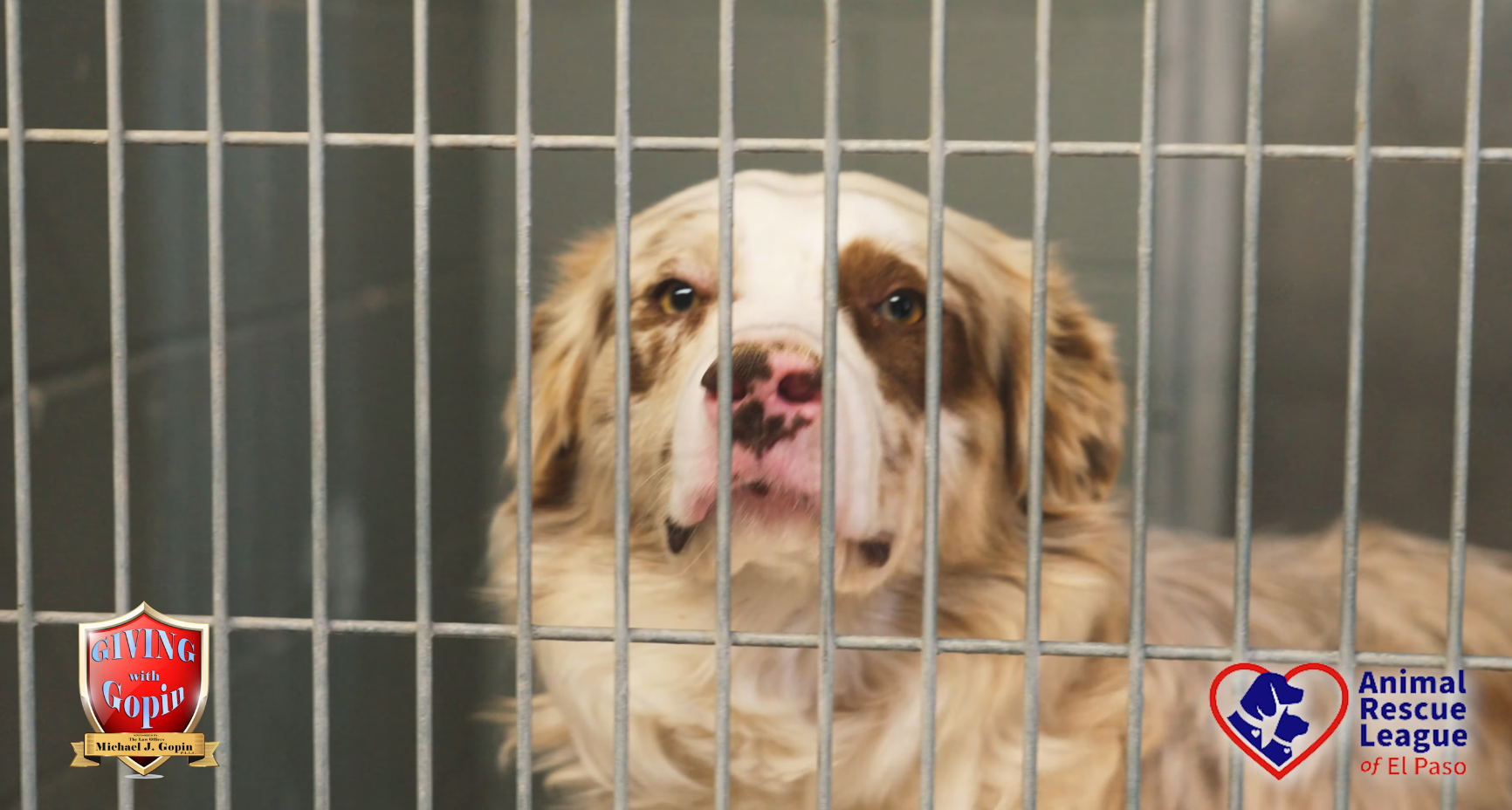 Animal Rescue League of El Paso - Giving with Gopin