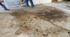 best pet odor removal service 1