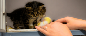 A playful tabby kitten explores a cozy space while a human hand gently reaches out to engage with it.