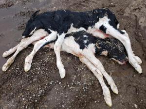 These are the innocent, voiceless victims of the dairy industry.