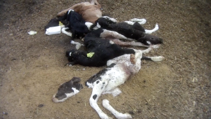 ARM dead calves in dirt