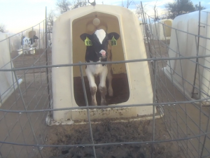 This images shows a dairy calf isolated and alone, without her mother, looking forlorn.
