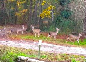 Havana Florida Deer
