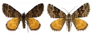 Newly described moth species Arctesthes titanica, named after James Cameron's 1997 movie 'Titanic' and the Titans from Greek mythology
