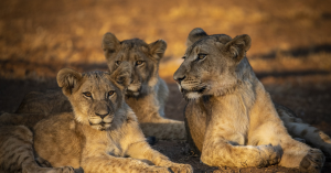 Three lions—an adult female and two cubs—resting on dry ground in warm, golden light within a savannah landscape at Toro River Lodge, located in South Africa’s Greater Makalali Private Game Reserve.