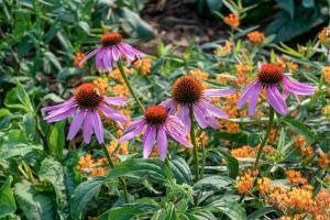 Native Plants TN Nursery Co