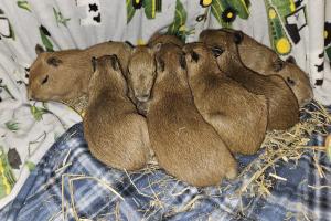 Baby Capybara Pile