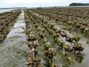 Oyster Farming Market