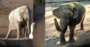 African elephant Kenya and Asian elephant Tamy in their separate enclosures at Ecoparque Mendoza.