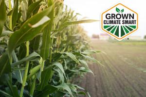 Grown Climate Smart Logo with Corn Field