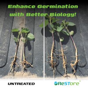 Side-by side picture of smaller soybean plants with less nodulation which were untreated compared to larger soybean plants with bigger roots and more nodules treated with CanGrow ReSTore seed treatment.