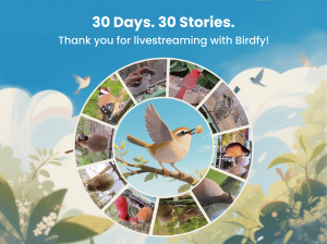 30 Days, 30 Stories, Birdfy Livestreaming!