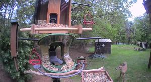 Birdfy Livestreaming Participant is using the Birdfy Hum Feeder Duo