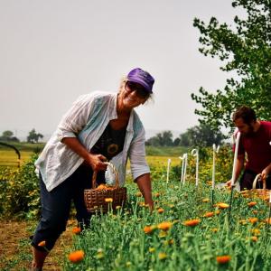 Dr. Cindy Jones picking calendula
