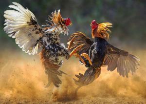 Two roosters engaged in vicious cockfight