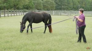 The new “Healing Warriors” documentary was filmed at Warriors Heart’s second location, Warriors Heart Virginia that is a 520-acre ranch in-between Richmond and Washington D.C. that includes equine therapy as an elective.