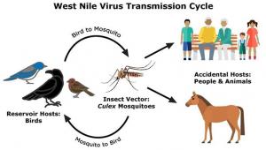West Nile Virus Market Trend
