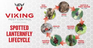 nfographic from Viking Pest Control showing the lifecycle of the Spotted Lanternfly: egg laying (Sep–Dec), eggs (Oct–Jun), hatch and first instar (May–Jun), second instar (Jun–Jul), third instar (Jun–Jul), fourth instar (Jul–Sep), and adult stage (Jul–Sep