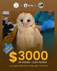 Birdfy x The Instagram Barn Owl