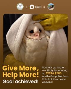 Birdfy x The Instagram Barn Owl 2