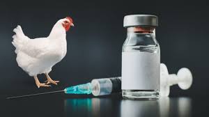 Poultry Vaccine market Share