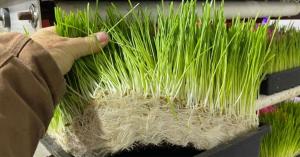 Hand holding a tray of hydroponically grown barley fodder, displaying dense roots and green shoots used for sustainable cattle feed.