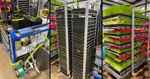 Vertical racks of barley fodder trays inside a climate-controlled hydroponic system, showing various growth stages and irrigation equipment.