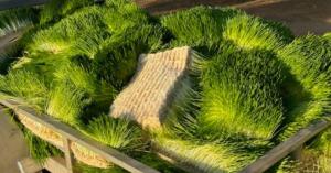 Close-up of thick green barley fodder mats with visible root systems, harvested from a hydroponic system and laid out for feeding.