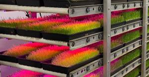 Barley grass trays illuminated by pink grow lights in a vertical hydroponic rack system used for cattle feed production.