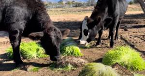Two cows grazing on thick green hydroponic barley fodder laid out in a pasture area.