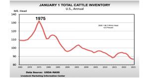 Red line chart showing decline in total U.S. cattle headcount from 1975 peak to projected 2025 low.