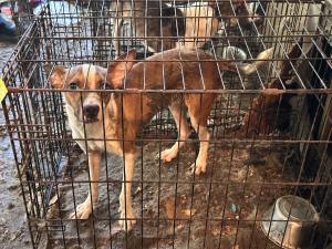 Caged dog standing in inches of compacted feces