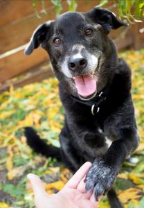 Senior dog Nike is ready to be adopted in Austin, Texas.