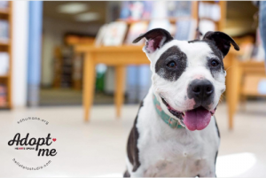 New photos and creative marketing helped senior dog Bee find a new home.