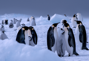 Penguins