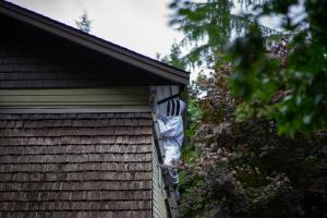 Wasp Nest Removal in Action in Vancouver, BC