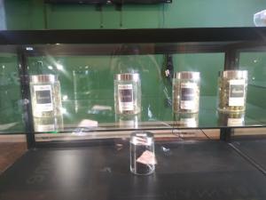Yellowstone Cannabis