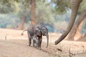 A baby elephant in Zimbabwe