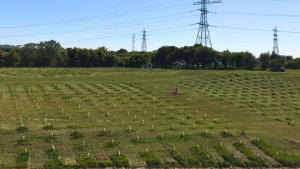 Time4Trees, Dartford, Kent.