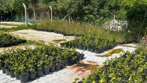 1,025 native trees