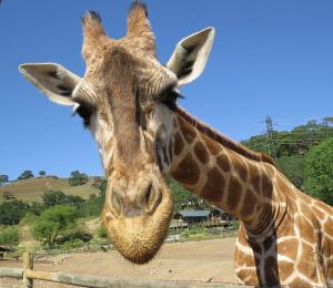 Kulula featured on Growing Up Giraffe